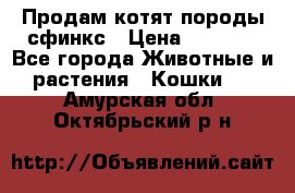 Продам котят породы сфинкс › Цена ­ 4 000 - Все города Животные и растения » Кошки   . Амурская обл.,Октябрьский р-н